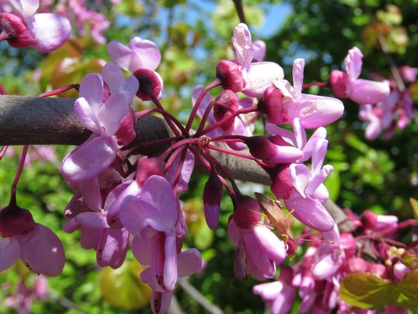 Image Arbre de Judée
