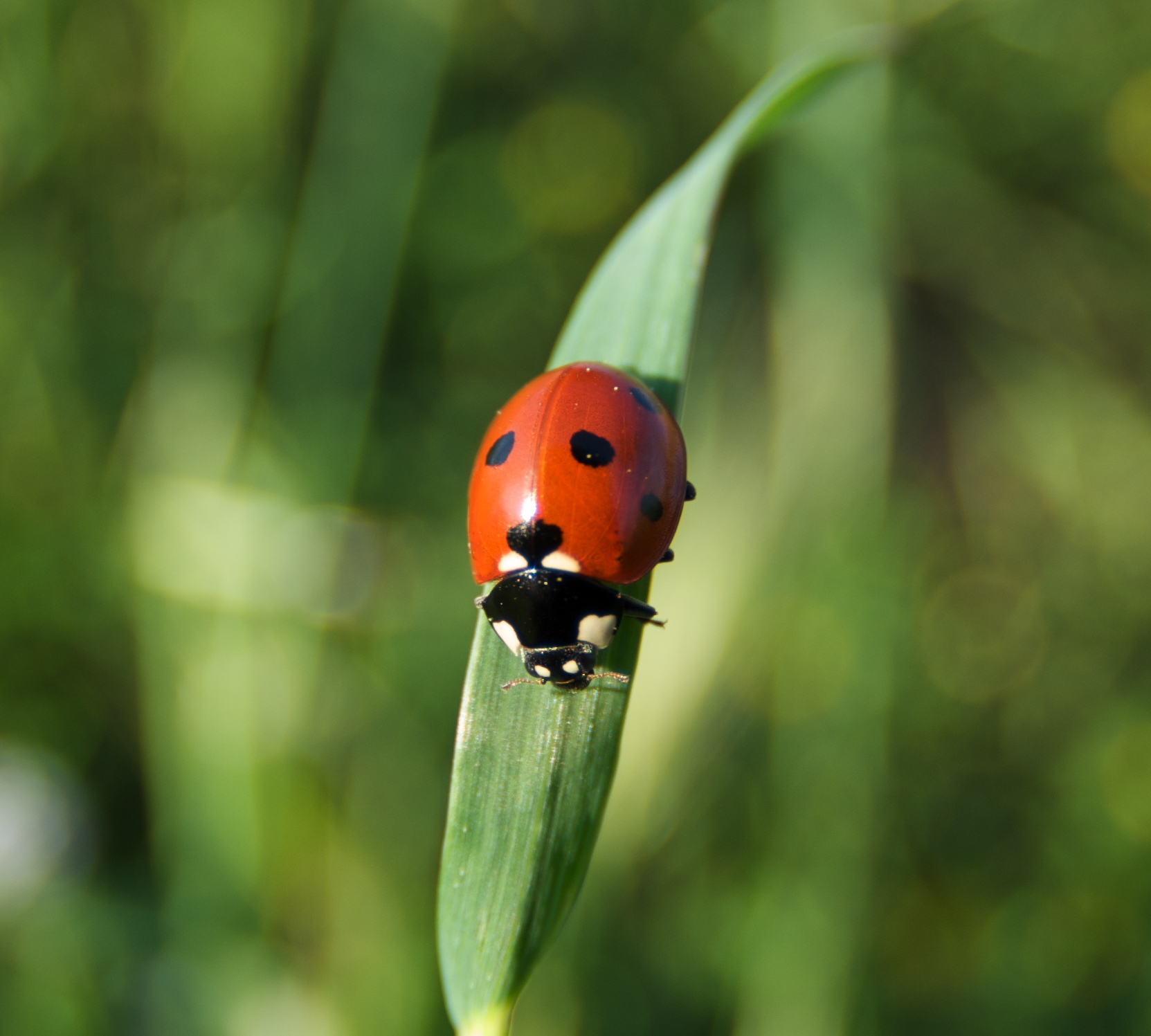 Image Coccinelle