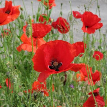 Image Coquelicot