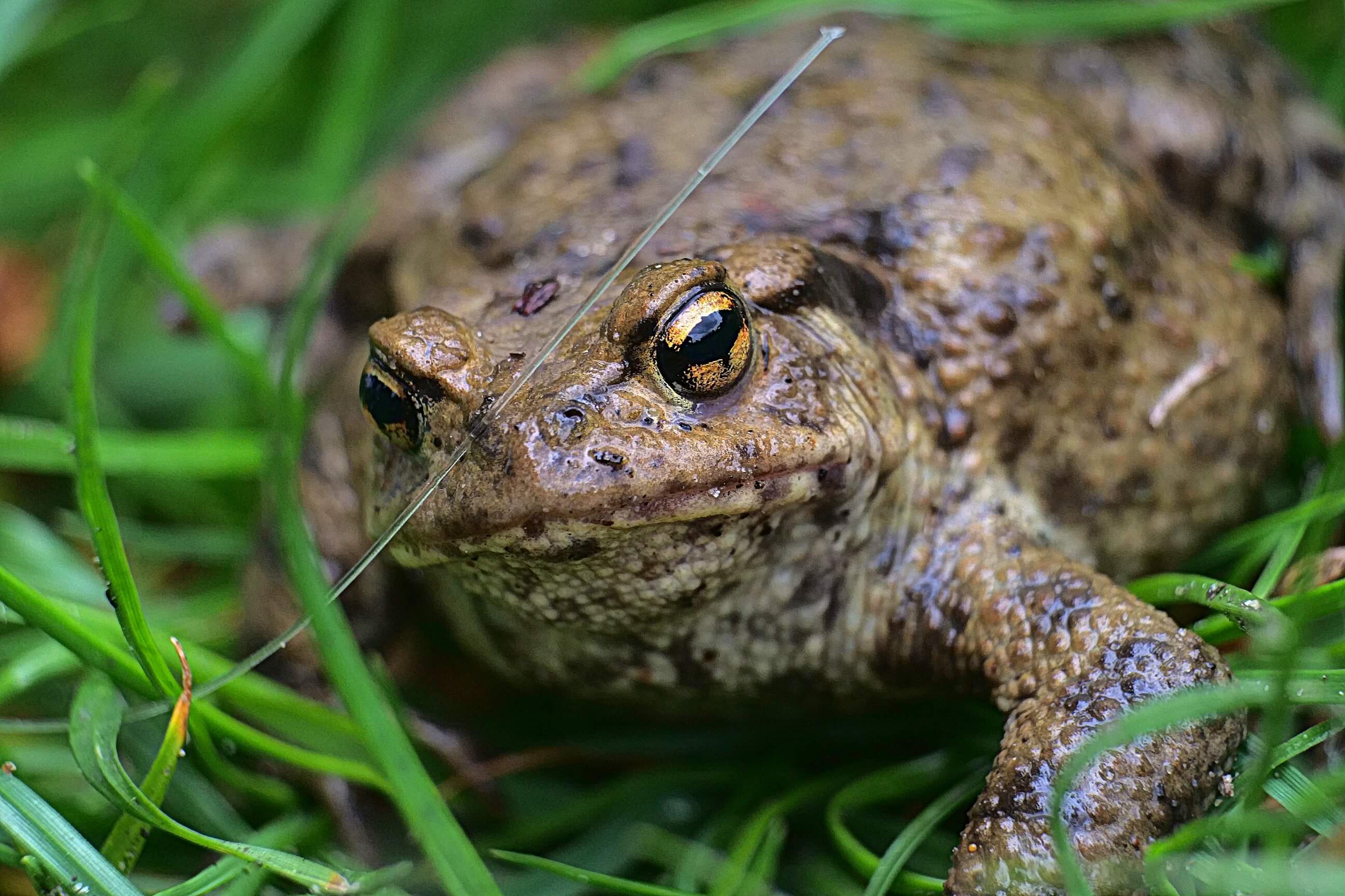 Image Crapaud commun