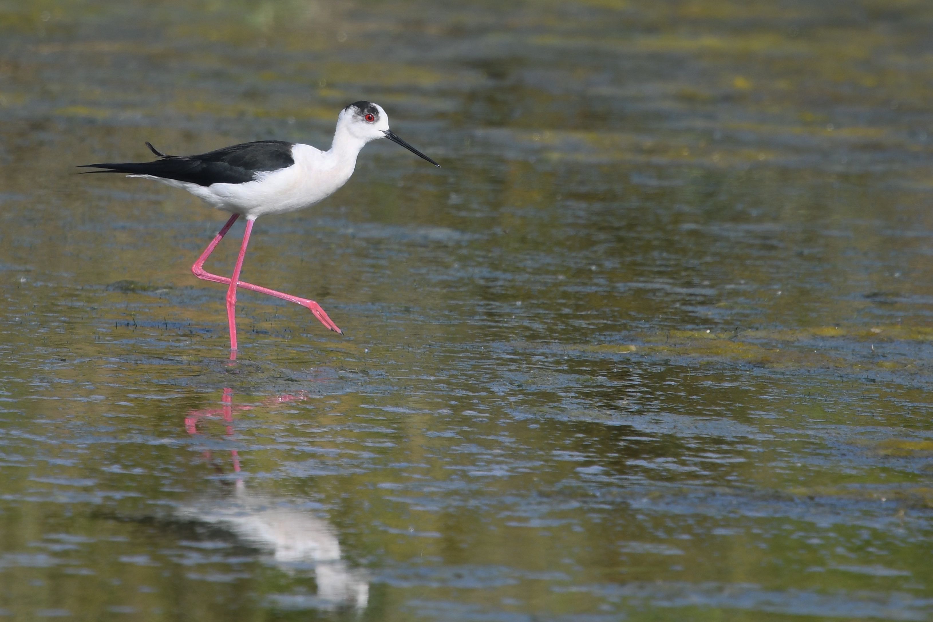 Image Échasse blanche