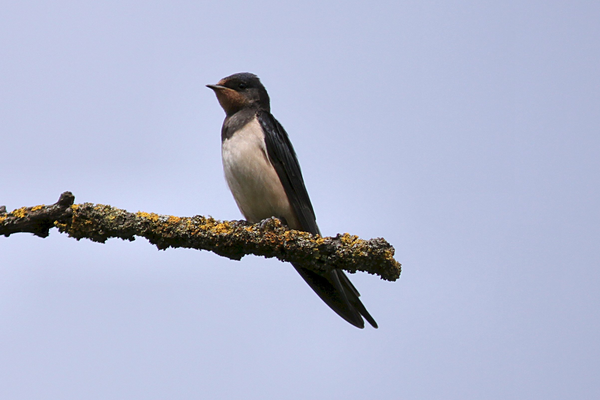 Image Hirondelle rustique