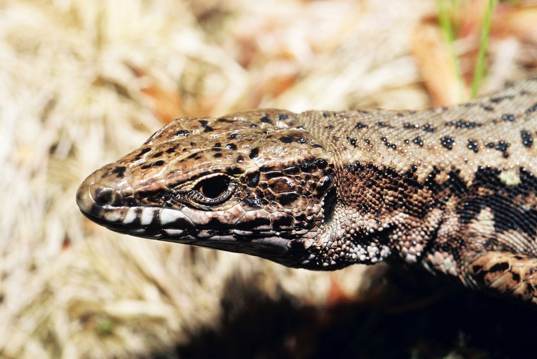 Image Lézard des murailles