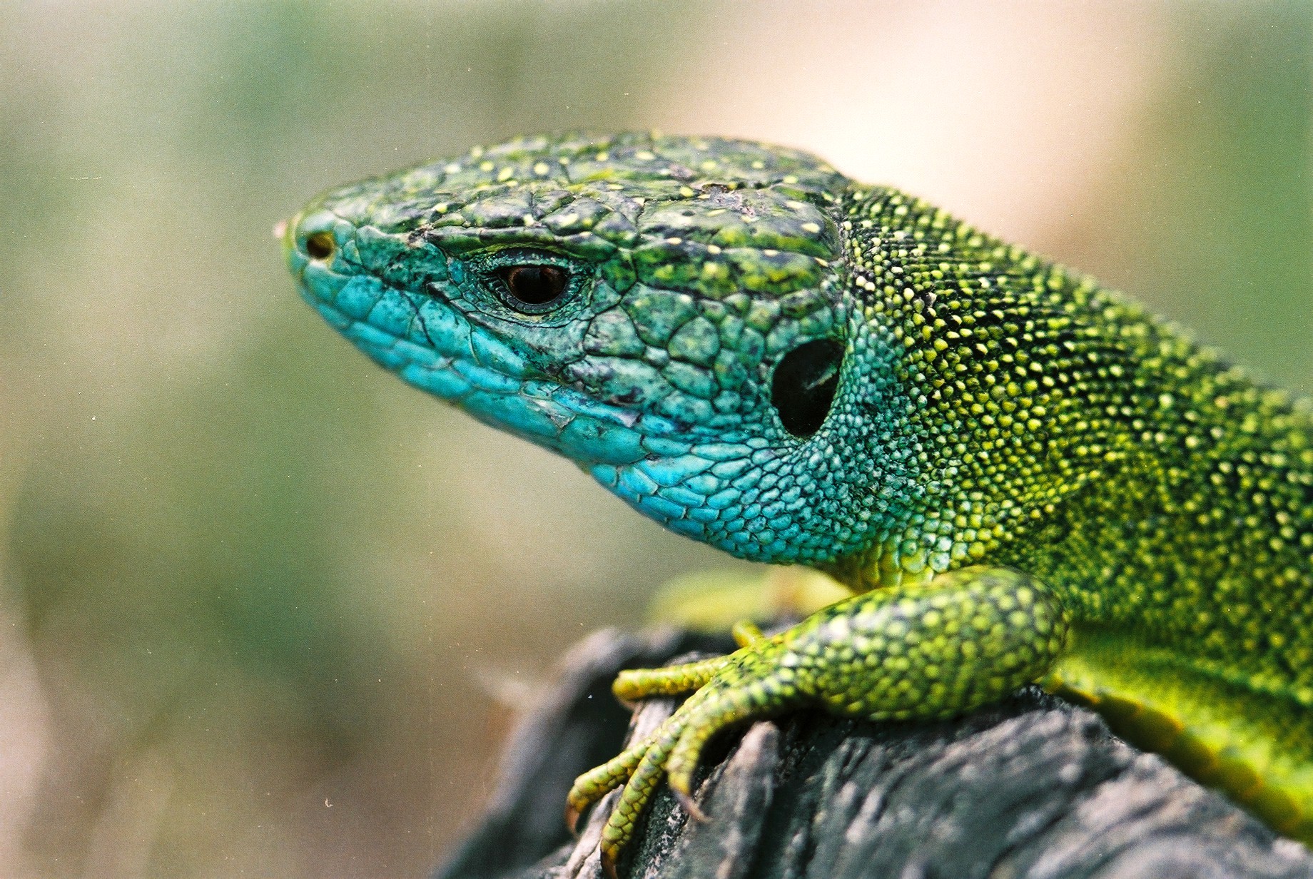 Image Lézard vert