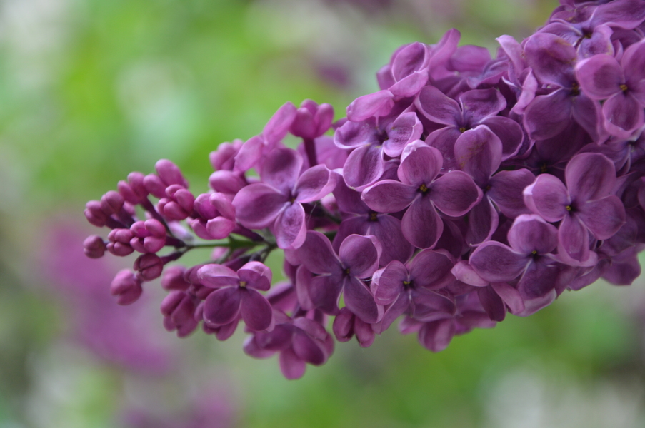 Image Lilas