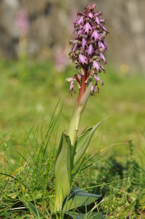 Image Orchis géant