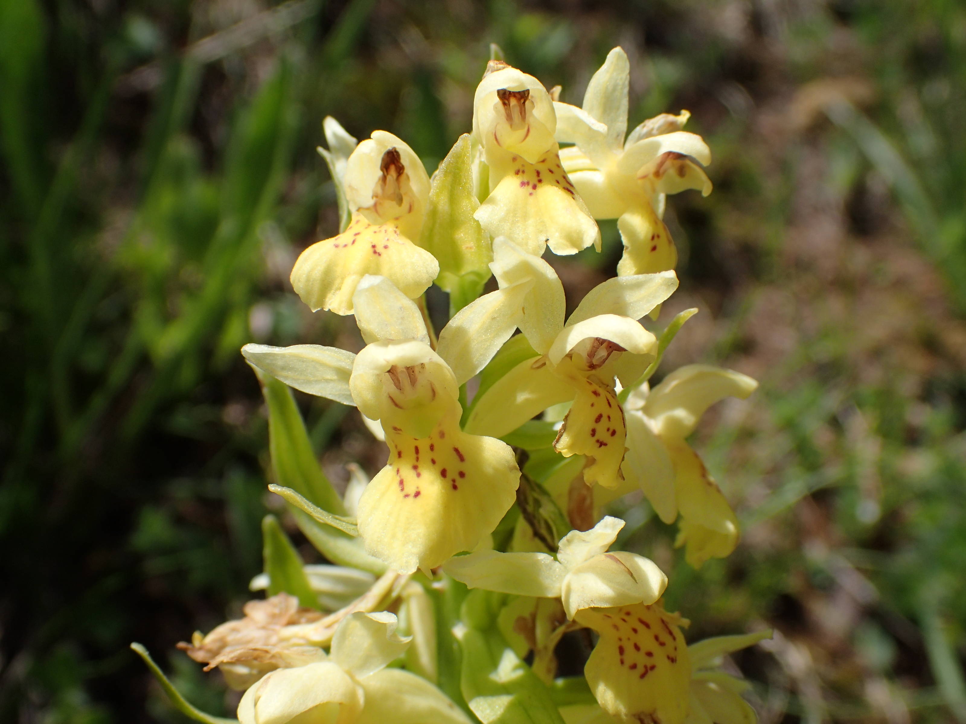 Image Orchis sureau