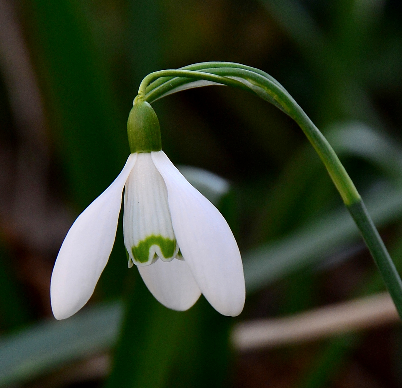 Image Perce neige