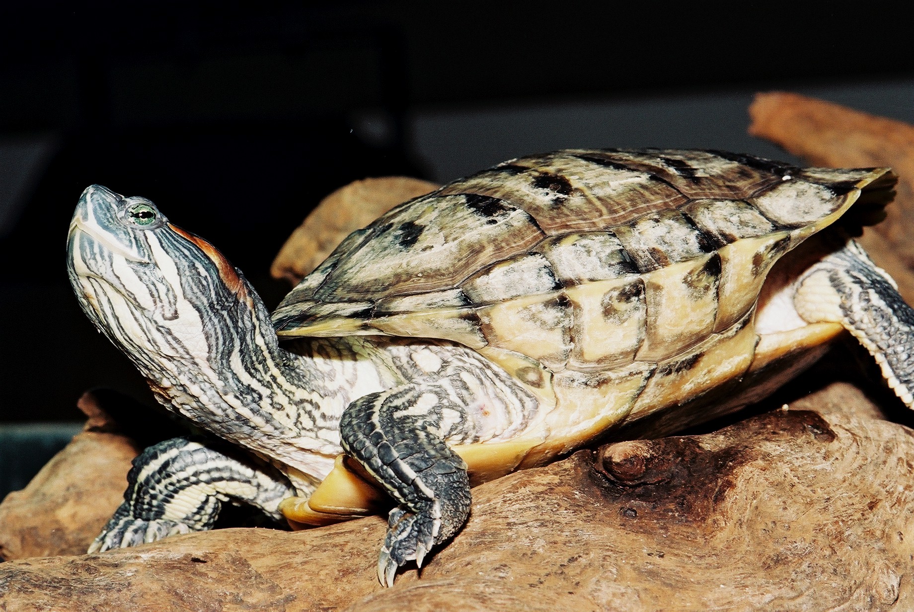 Image Tortue de Floride